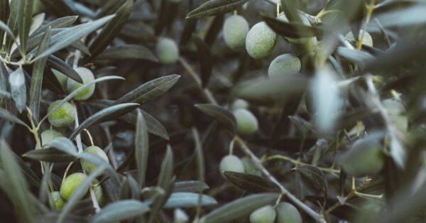 Zeytinyagi-Uretim-Sureci-09f12130f4f9d5174c09a0063dd46f1b