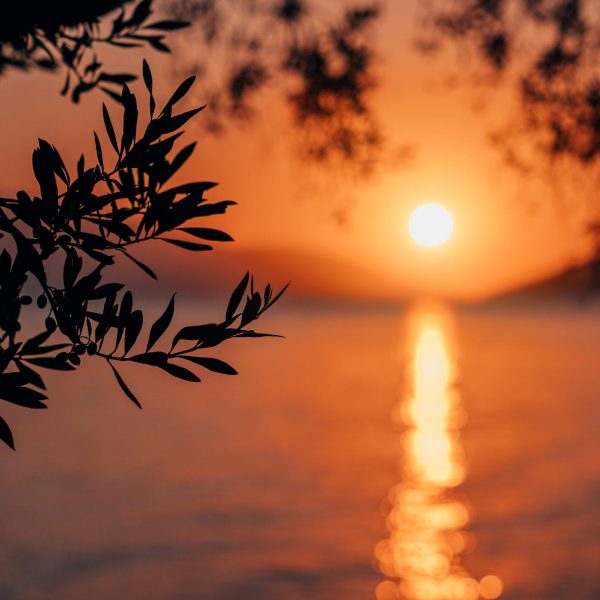 Silhouette olive tree branch in morning warm sunrise light. Sun shape above Mediterranean sea. Sun ray reflection bokeh beams on rippled water surface in early hours.
