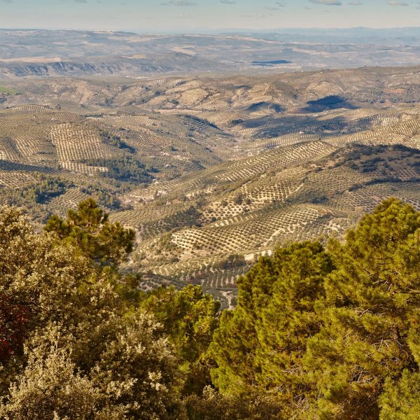 Olive tree fields in Andalusia. Spanish agricultural harvest landscape. Jaen