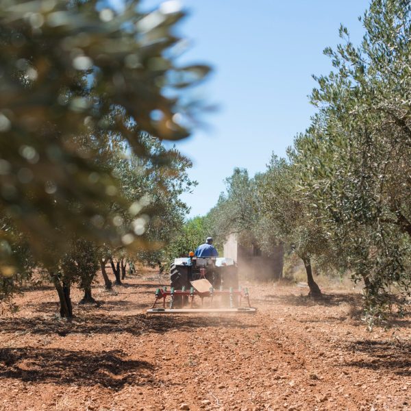 Tractor and olive trees. Plowing the land